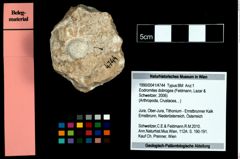 Foto (Objekt + Etikett) von Eodromites dobrogea (Feldmann, Lazar & Schweitzer, 2006)  (NHMW-GEO-1990-0041-4744)
